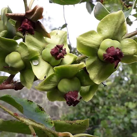 Friendly Orchard Oasis In Corfu's Tranquil Heart Vigglatouri