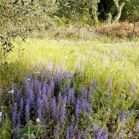 Friendly Orchard Oasis In Corfu's Tranquil Heart 別荘