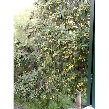 別荘 Friendly Orchard Oasis In Corfu's Tranquil Heart Vigglatouri