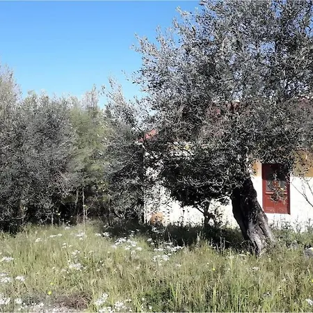 Friendly Orchard Oasis In Corfu's Tranquil Heart 別荘 Vigglatouri